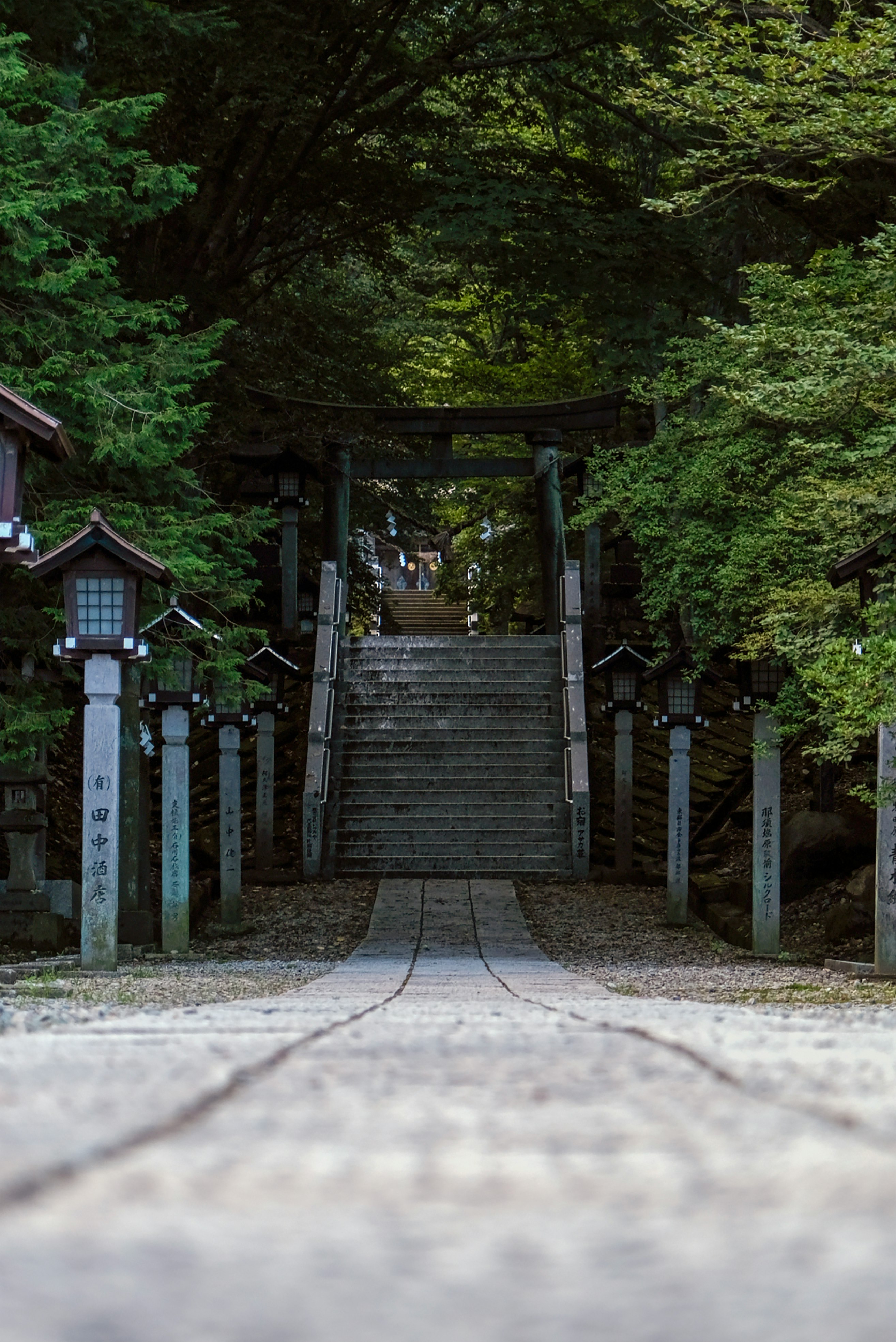 brown wooden bridge in the middle of forest during daytime